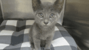 A grey kitten sitting inside a cage with checkered foam