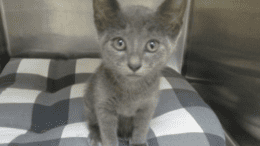 A grey kitten sitting inside a cage with checkered foam