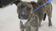 A brindle/white American pit bull terrier standing with a blue leash