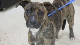 A brindle/white American pit bull terrier standing with a blue leash