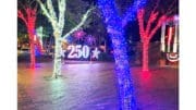 An abstract image of trees with "250" over it