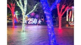 An abstract image of trees with "250" over it