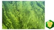 Photo of algae