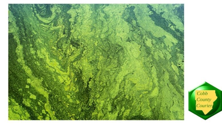 Photo of algae