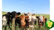 Cattle behind a barbed wire fence
