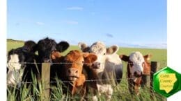 Cattle behind a barbed wire fence