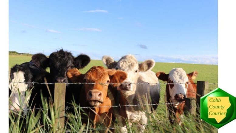Cattle behind a barbed wire fence
