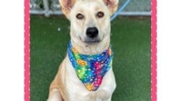 A gold/blonde German shepherd dog sitting with a blue scarf