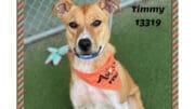 A tan/white hound sitting with orange scarf