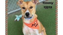 A tan/white hound sitting with orange scarf