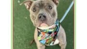 A brindle/white American pit bull terrier with a blue leash and a colorful scarf