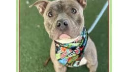 A brindle/white American pit bull terrier with a blue leash and a colorful scarf