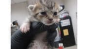 A tabby/white kitten held by someone