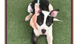 A black/white American pit bull terrier lying on the grass