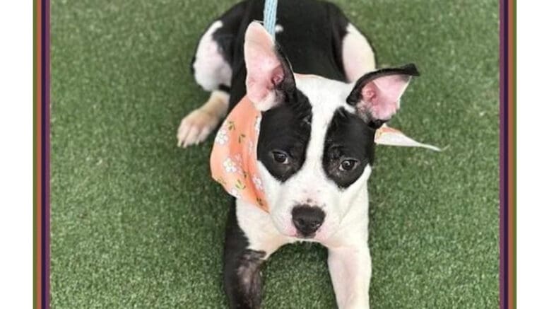 A black/white American pit bull terrier lying on the grass