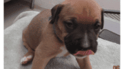 A tan American pit bull terrier sitting on a table with tongue's out