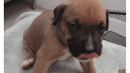 A tan American pit bull terrier sitting on a table with tongue's out
