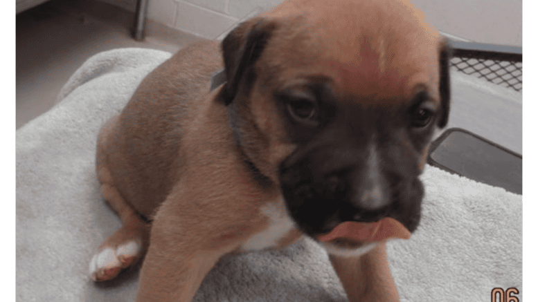 A tan American pit bull terrier sitting on a table with tongue's out