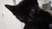 A black kitten looking at the camera