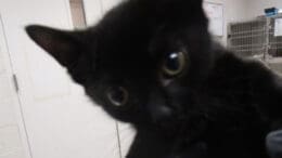 A black kitten looking at the camera