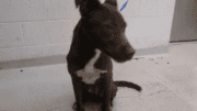 A brown/white hound sitting on a corner with blue leash