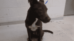 A brown/white hound sitting on a corner with blue leash