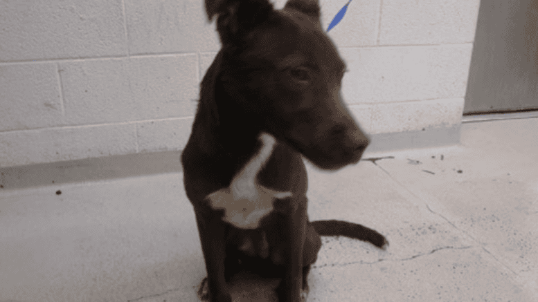 A brown/white hound sitting on a corner with blue leash