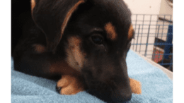 A black/tan German shepherd dog loafed on a table with blue cloth