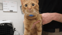 An orange tabby cat held by someone