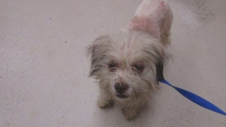 A white/tan terrier with a blue leash looking at the camera