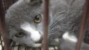 A grey/white kitten loafed inside a cage