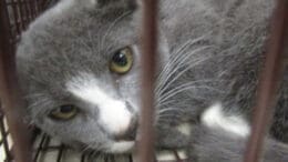 A grey/white kitten loafed inside a cage