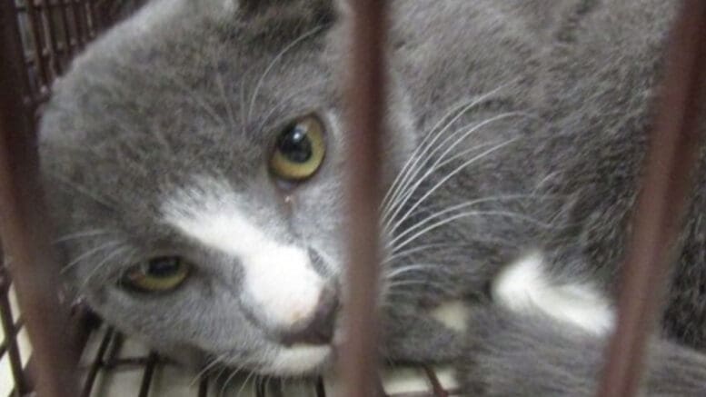 A grey/white kitten loafed inside a cage