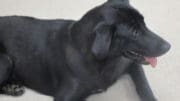 A black Labrador retriever loafed on the floor