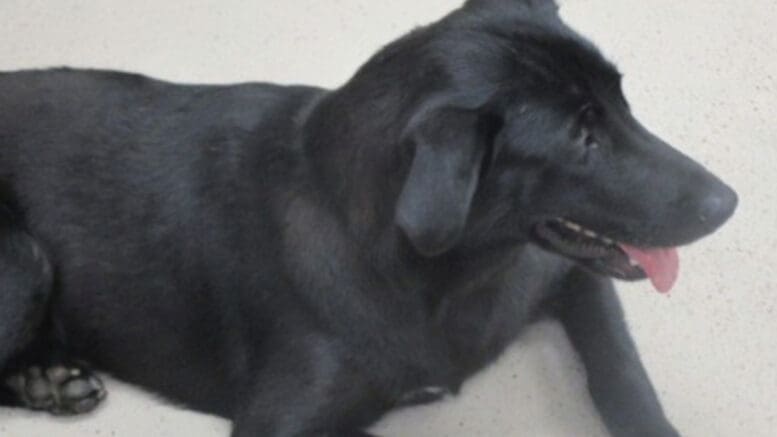 A black Labrador retriever loafed on the floor