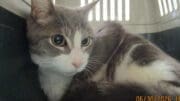 A grey/white cat sitting inside a cage