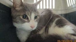 A grey/white cat sitting inside a cage