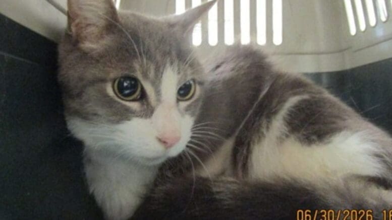 A grey/white cat sitting inside a cage