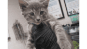 A grey tabby kitten held above by someone