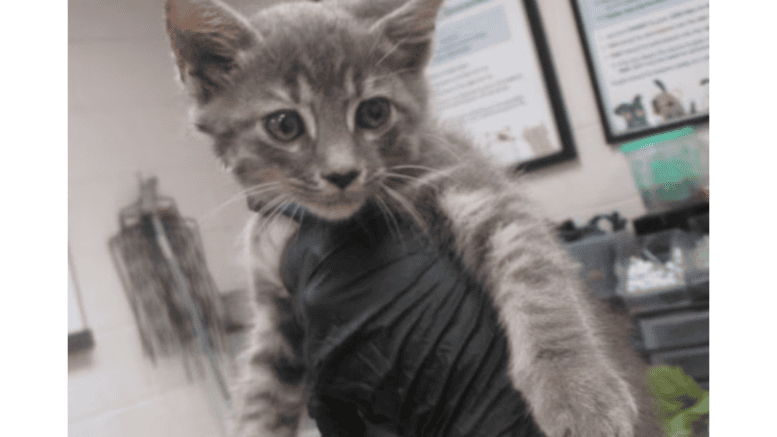 A grey tabby kitten held above by someone