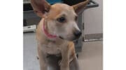 A tan/cream American pit bull terrier with a pink leash, sitting on a table