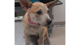 A tan/cream American pit bull terrier with a pink leash, sitting on a table