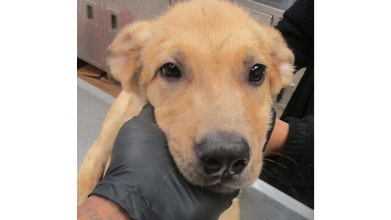 A tan shepherd held steady by its head