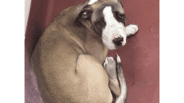 A tri-color bull terrier loafed on the ground
