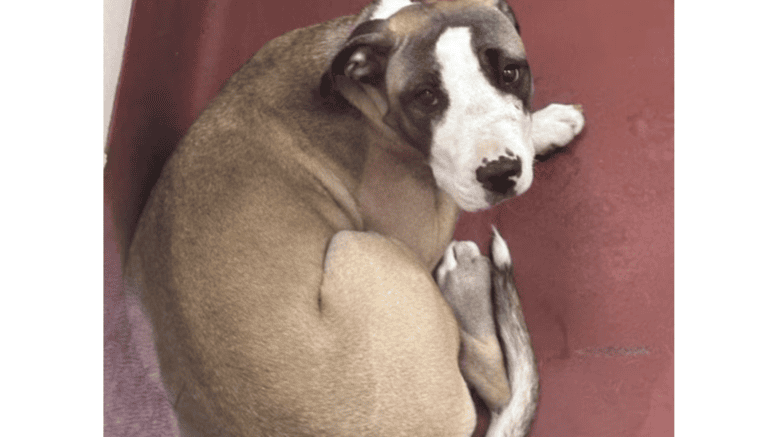 A tri-color bull terrier loafed on the ground