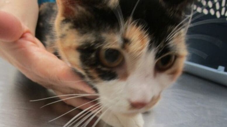 A calico cat sitting on a table
