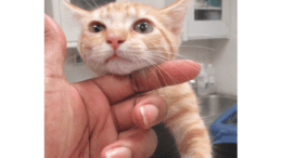 An orange tabby kitten with its head being held