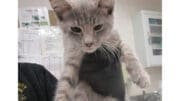 A grey tabby kitten held by someone above