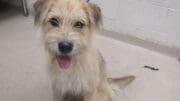 A tan/white terrier with tongue's out