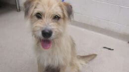 A tan/white terrier with tongue's out